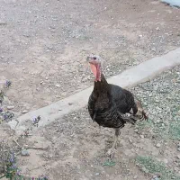 دو عدد بوقلمو