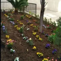 خدمات باغبانی گلکاری هرسکار ی سمپاشی صفر تا صد