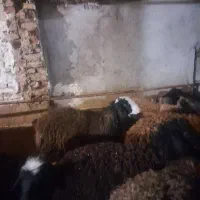 مرکز فروش گوسفندزنده
