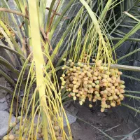 دمیت برحی اصل