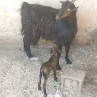 کولار کهره دار