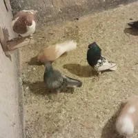 کبوتر کفتر رنگی پلاکی