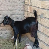کره رشتی ماده