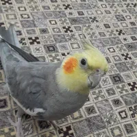 عروس هلندی گم شده در مبارکه