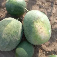 هندوانه آبی