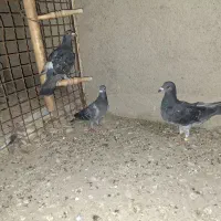 کفتر