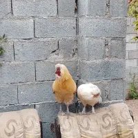 مرغ و خروس سلطان و مرغ گلین