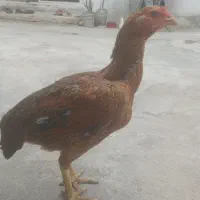 مرغ لاری جوان
