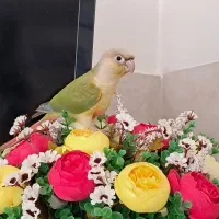 گیرینچیک گمشده‌ دستی دستی