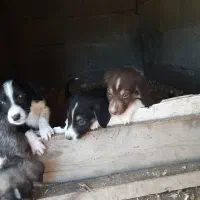 سگ فروشی