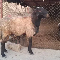قوچ اصیل شال