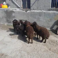 فروش بره نر چاق