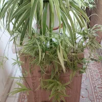 گل طبیعی