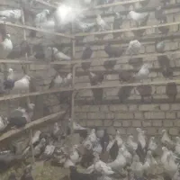 کفتر پرشی