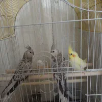عروس هلندی جوجه