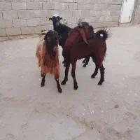 کهر