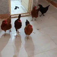 5عدد مرغ خانگی بشرط تخم