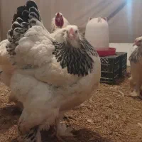 فروش مرغ و خروس نژاد برهما