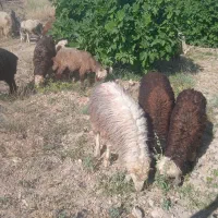بیست ۵ بره