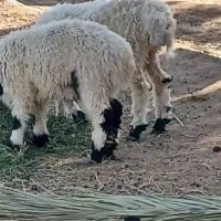 یک عدد بره نر