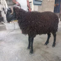 بره نر
