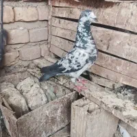مجسمه