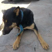 سگ ژرمن