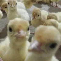 بوقلمون بیوتی جوجه گوشتی کویران جوجه