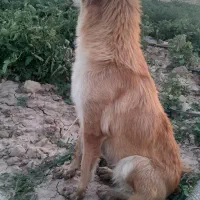 توله ماده گلدن