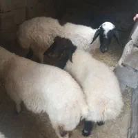 یک عدد میش بره دار۲قلو زا با۲تا برش (شهرستان بافت)