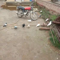 کبوترباشلی