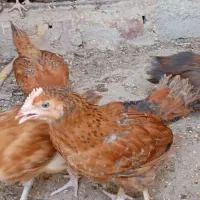 مرغ