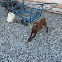 دوبرمن بلوطی خالص پررو