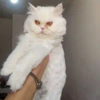 پرشین ۸میلیون