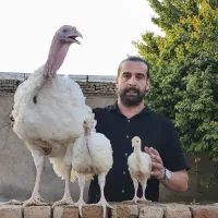 جوجه بوقلمون بیوتی۶