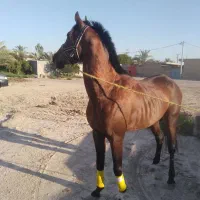اسب|اسب و تجهیزات اسبسواری|شادگان, |دیوار