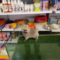 پامرانین بوفیس اورجینال شیتزو پودل