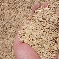 جو بذری درجه یک مغز دار