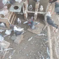 کفتر