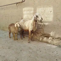 میش بره دار