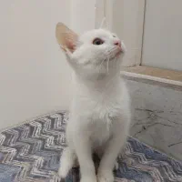 فروش بچه گربه