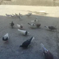کبوتر رنگی دورگ