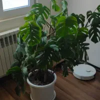 برگ انجیری برگ پهن