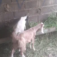 فروش دو بز نرماده