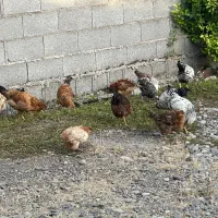 مرغ خروس قاطی