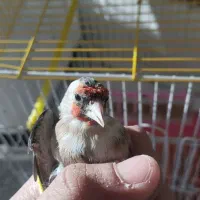 سهره ماده