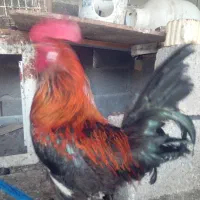 خروس