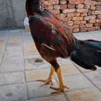 خروس لاری