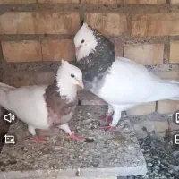 کبوتر طوقی درجه یک