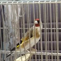سهره مست عروسک